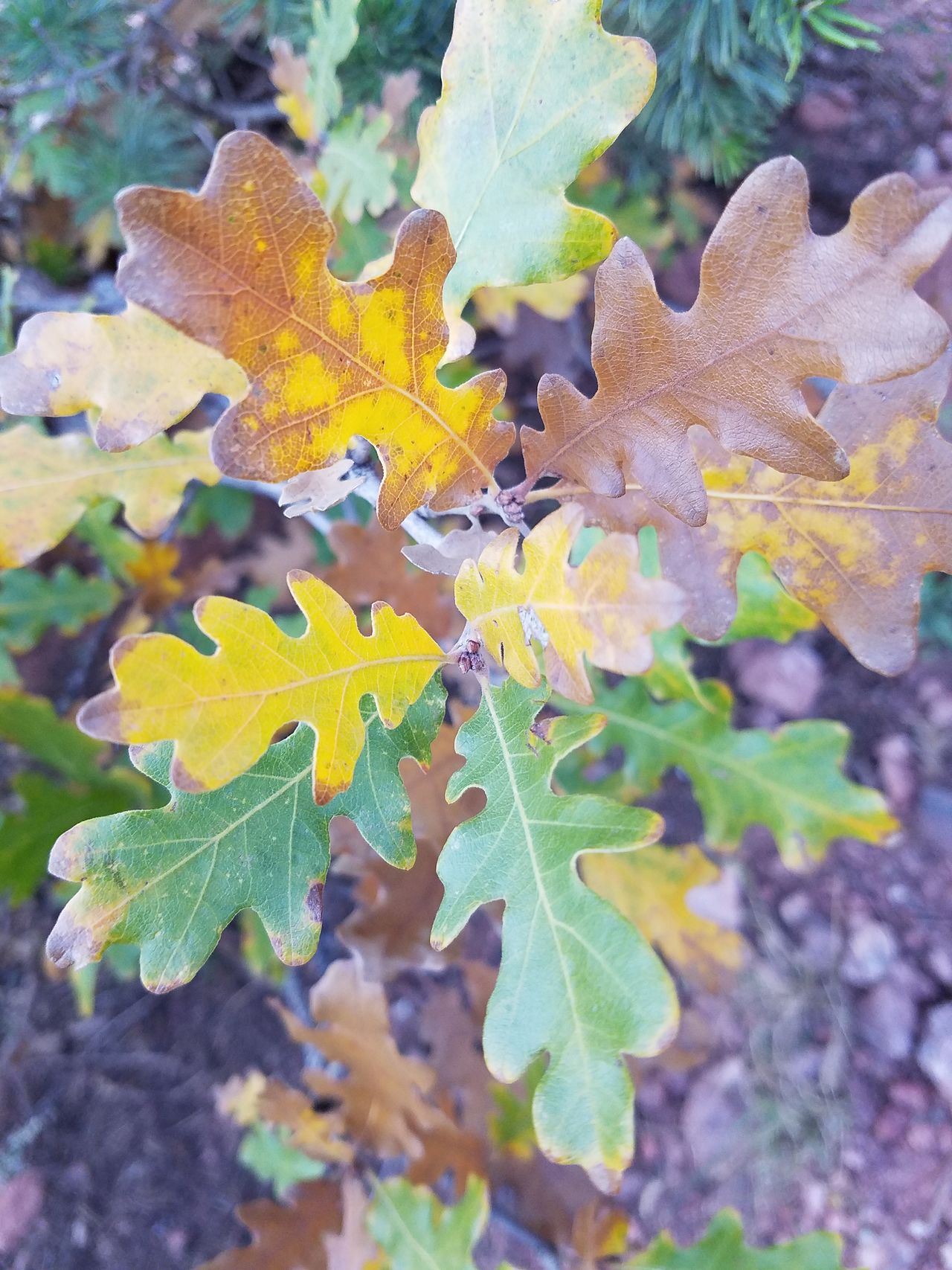 Various color changing fall leaves beauty in nature