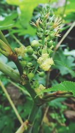 Close-up of fresh green plant