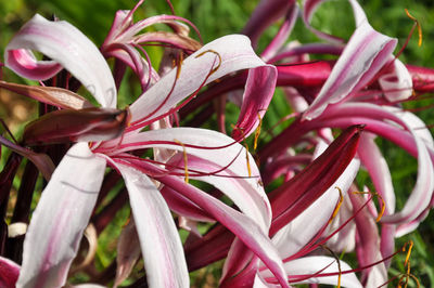 Close-up of pink flowering plant