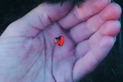 Close-up of ladybug on finger