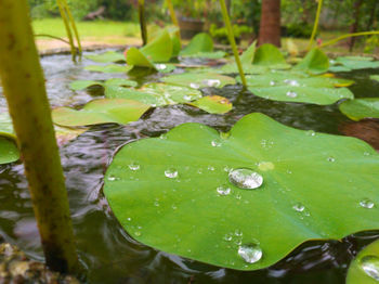 Close-up of water lily in pond