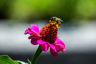 Close-up of honeybee pollinating on pink flower