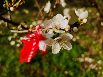 Close-up of cherry blossoms