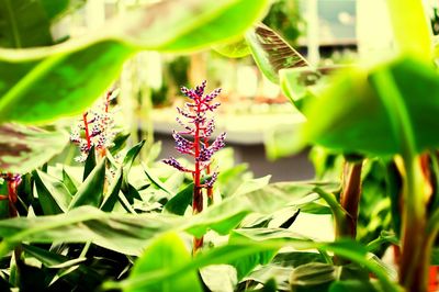 Close-up of butterfly pollinating on plant