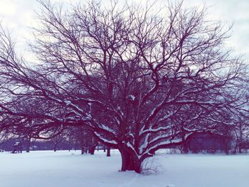 Snow covered field