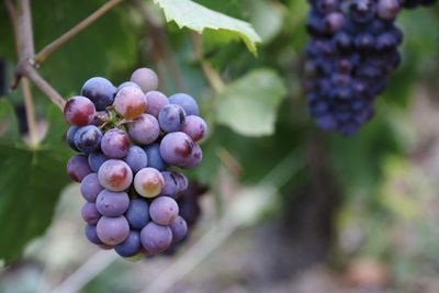 Close-up of grapes growing in vineyard