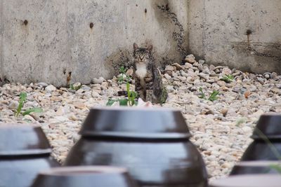 Portrait of cat on wall