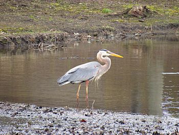 High angle view of gray heron on lake