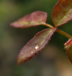 Close-up of water drops on leaf