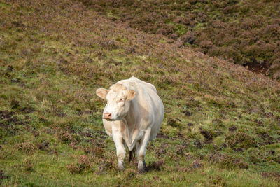 Sheep standing in a field