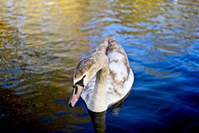 High angle view of duck in lake