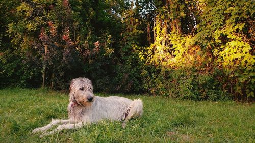 Irish wolfhound resting on grassy field