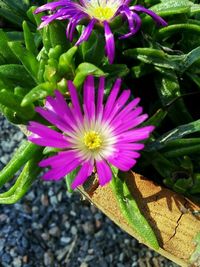 Close-up of pink flower