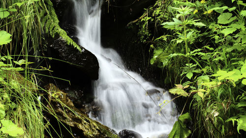 Scenic view of waterfall in forest