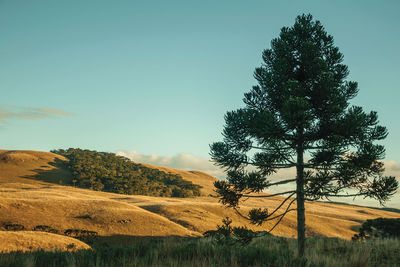 Rural lowlands called pampas with hills covered by dry bushes at sunset near cambará do sul. brazil.