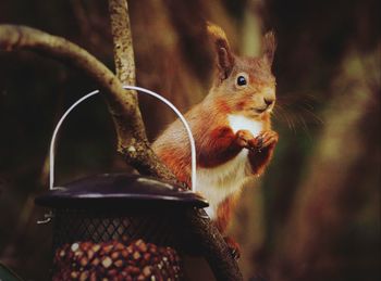 Close-up of squirrel