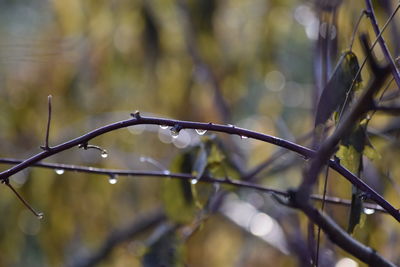 Close-up of water drops on plant