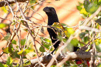 Bird perching on a tree