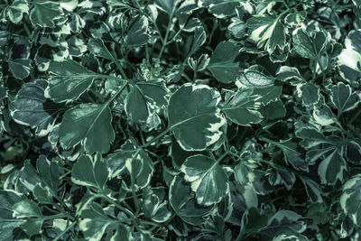 Full frame shot of fresh green leaves