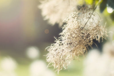 Close-up of plant