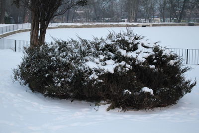 Trees on snow covered landscape