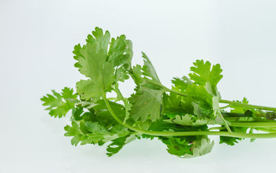 Close-up of chopped leaf against white background