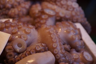 Fresh octopus on a market stall in venice