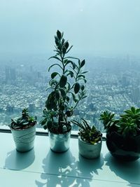 Potted plants on table against window
