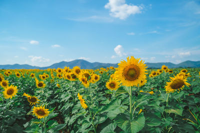 Close-up of yellow flowering plants on field against sky