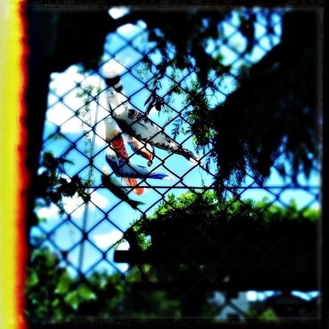 focus on foreground, tree, transfer print, window, chainlink fence, branch, fence, auto post production filter, glass - material, close-up, safety, building exterior, protection, selective focus, day, built structure, no people, security, low angle view, outdoors