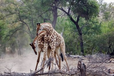 Giraffe jousting