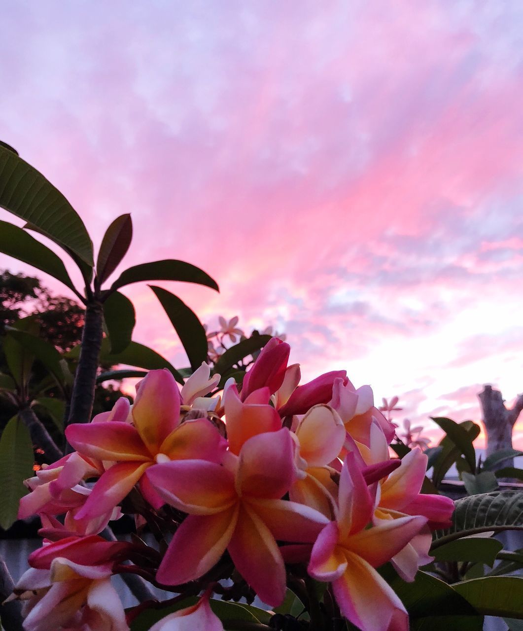 CLOSE-UP OF PINK FLOWERING PLANTS AGAINST SKY DURING SUNSET