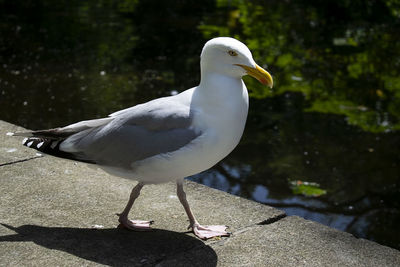 Close-up of seagull perching on a bird