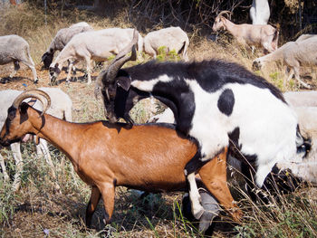 Cow on field