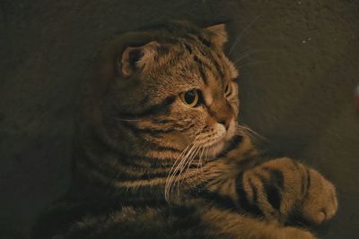 Close-up of a cat looking away