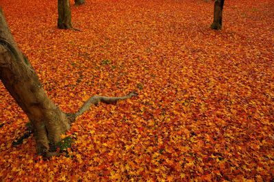 Fallen leaves on footpath during autumn