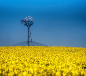 Canola fields of the western cape