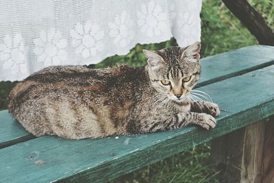 Portrait of cat