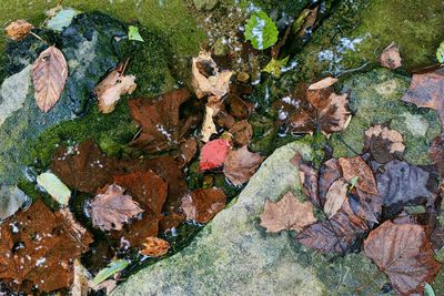 High angle view of dry leaves on rock