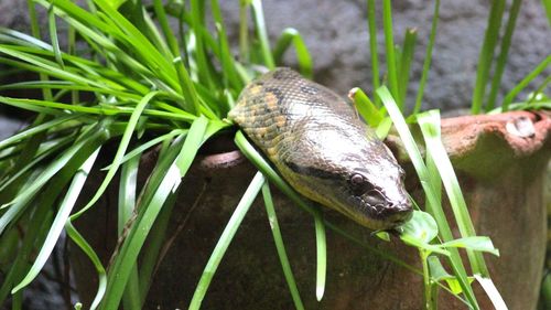 Close-up of lizard on grass