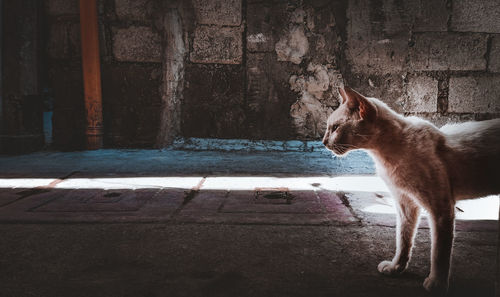 Cat looking away against wall