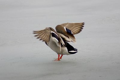 Side view of bird flying