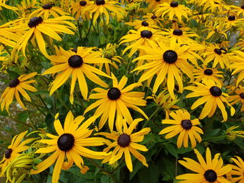 Close-up of yellow daisy flowers