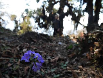 Close-up of flower blooming in forest