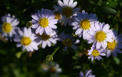 Close-up of purple flowering plants