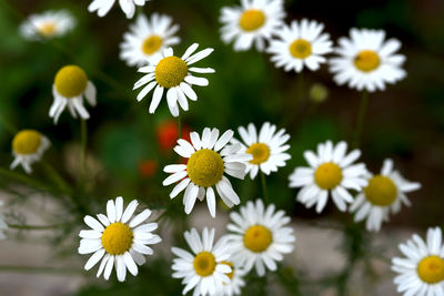 Close-up of white daisy flowers