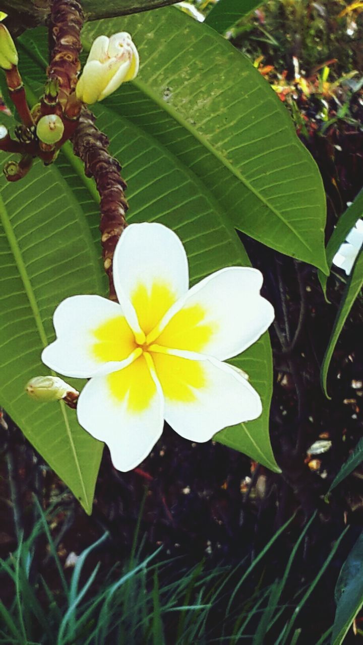 flower, petal, freshness, yellow, fragility, growth, flower head, leaf, beauty in nature, white color, close-up, nature, green color, plant, blooming, in bloom, stamen, pollen, day, single flower