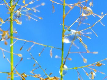 Low angle view of plants against clear blue sky