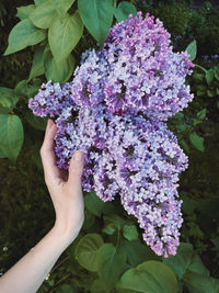 Cropped hand of woman holding purple flowers