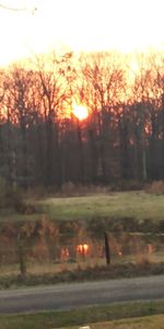 Trees on field against orange sky